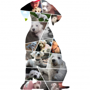 "The Best Friend Collage" Custom Keepsake (Dog or Cat Design)