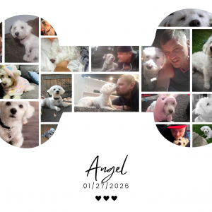 The Dog Bone Photo Collage Custom Keepsake