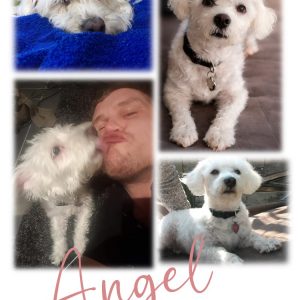 "Halo & Heart Collage" Custom Keepsake