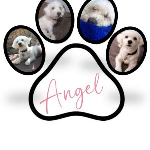 "Paw Print Tribute" Custom Keepsake