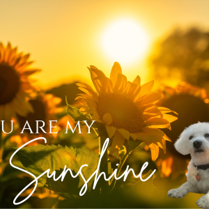 "You Are My Sunshine" Custom Sunflower Photo Memorial Print